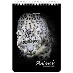 Блокнот А5 (146&times;206 мм), 80 л., гребень, картон, жесткая подложка, клетка, BRAUBERG, &laquo;Хищники&raquo;, 114385