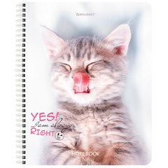 Тетрадь А5 80 л. BRAUBERG, гребень, клетка, глянцевая ламинация, &laquo;Довольные Коты&raquo; (микс в спайке), 404417