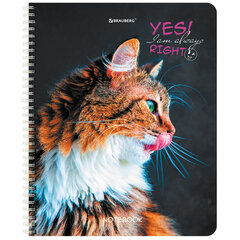 Тетрадь А5 80 л. BRAUBERG, гребень, клетка, глянцевая ламинация, &laquo;Довольные Коты&raquo; (микс в спайке), 404417
