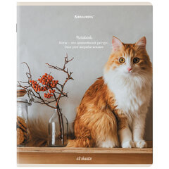 Тетради ДЭК А5 48 л. КОМПЛЕКТ 5 шт. BRAUBERG, скоба, клетка, матовая ламинация, &laquo;Cats&raquo;, 404673