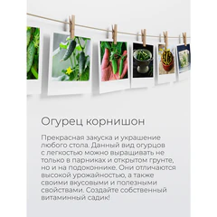 Набор для выращивания растений МАГИЯ ЦВЕТОВ, &laquo;Огурец корнишон&raquo; (горшок, грунт, семена), mf-021