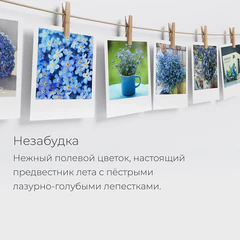 Набор для выращивания растений МАГИЯ ЦВЕТОВ, "Незабудка" (горшок, грунт, семена), mf-006